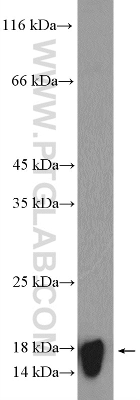 Western Blot (WB) analysis of mouse liver tissue using RPS15 Polyclonal antibody (14957-1-AP)