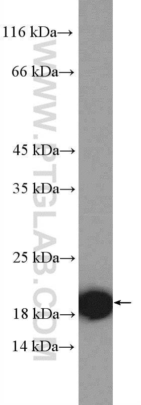 Western Blot (WB) analysis of L02 cells using RPS15 Polyclonal antibody (14957-1-AP)