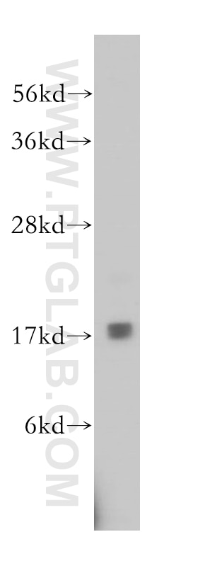 Western Blot (WB) analysis of mouse brain tissue using RPS15 Polyclonal antibody (14957-1-AP)