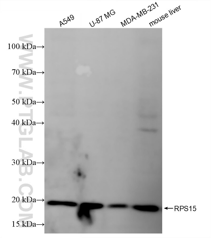 Western Blot (WB) analysis of various lysates using RPS15 Recombinant antibody (86318-2-RR)