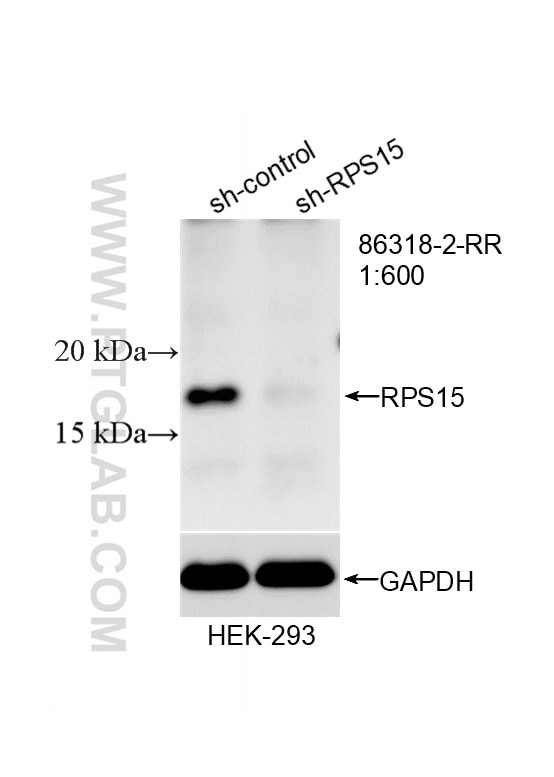 WB analysis of HEK-293 using 86318-2-RR Western Blot (WB) analysis of HEK-293 cells using RPS15 Recombinant monoclonal antibody (86318-2-RR)