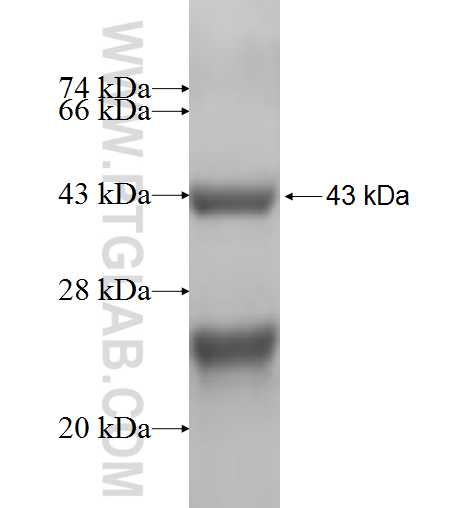 RPS15 fusion protein Ag6795 SDS-PAGE