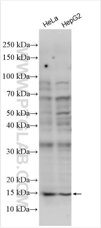Western Blot (WB) analysis of various lysates using RPS15A Polyclonal antibody (14942-1-AP)