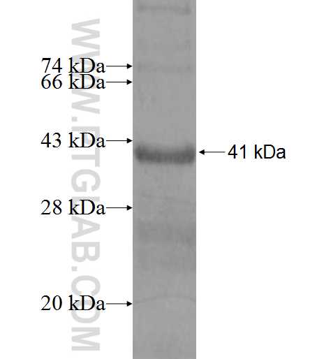 RPS15A fusion protein Ag6655 SDS-PAGE