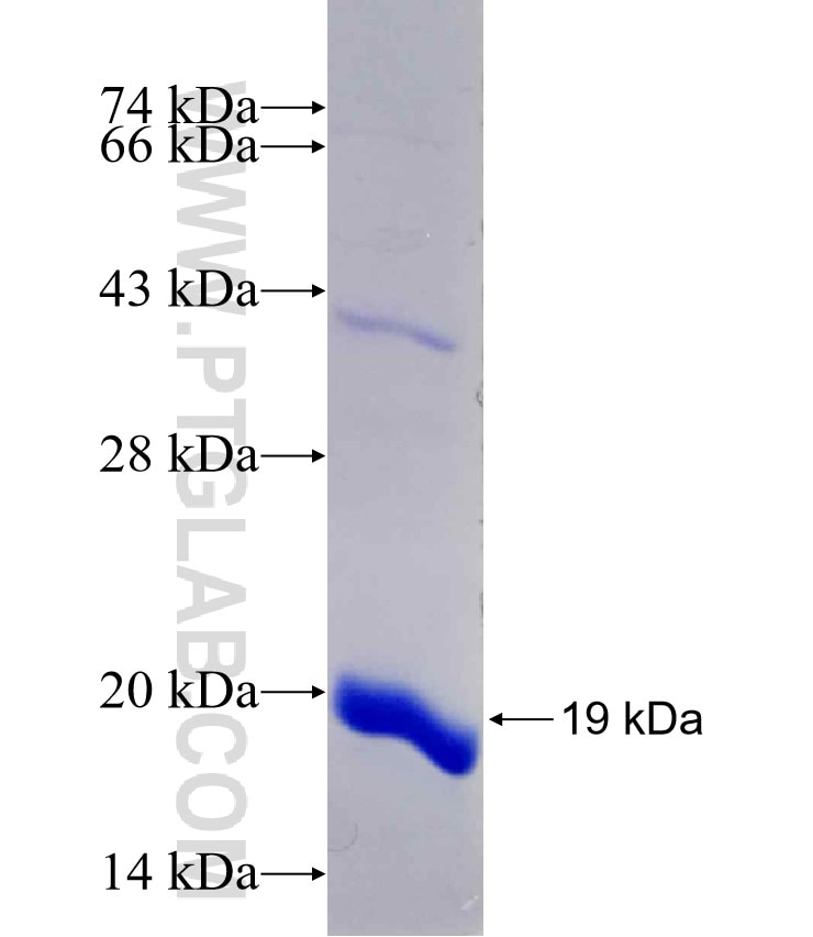 RPS15A fusion protein Ag6775 SDS-PAGE