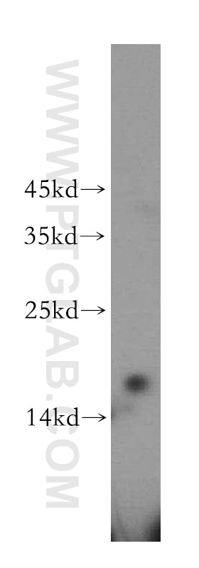 Western Blot (WB) analysis of Jurkat cells using RPS16 Polyclonal antibody (15603-1-AP)