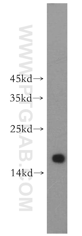 Western Blot (WB) analysis of HeLa cells using RPS16 Polyclonal antibody (15603-1-AP)