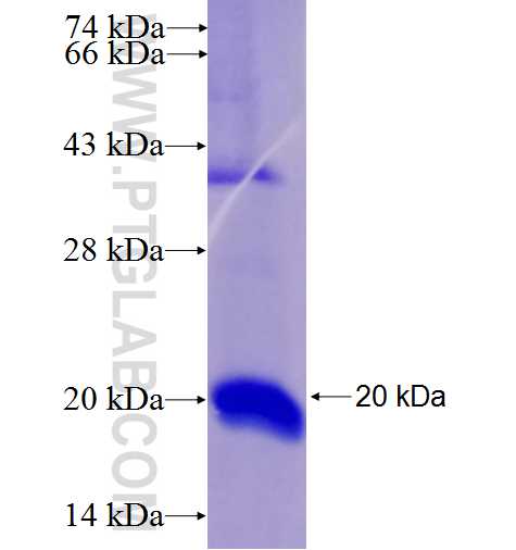 RPS16 fusion protein Ag8385 SDS-PAGE