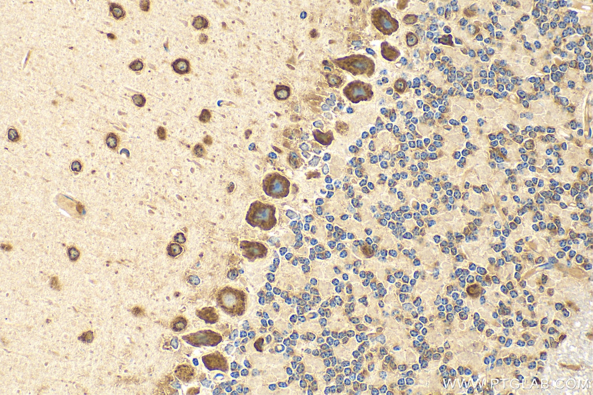 Immunohistochemistry (IHC) staining of mouse cerebellum tissue using RPS17 Polyclonal antibody (16267-1-AP)