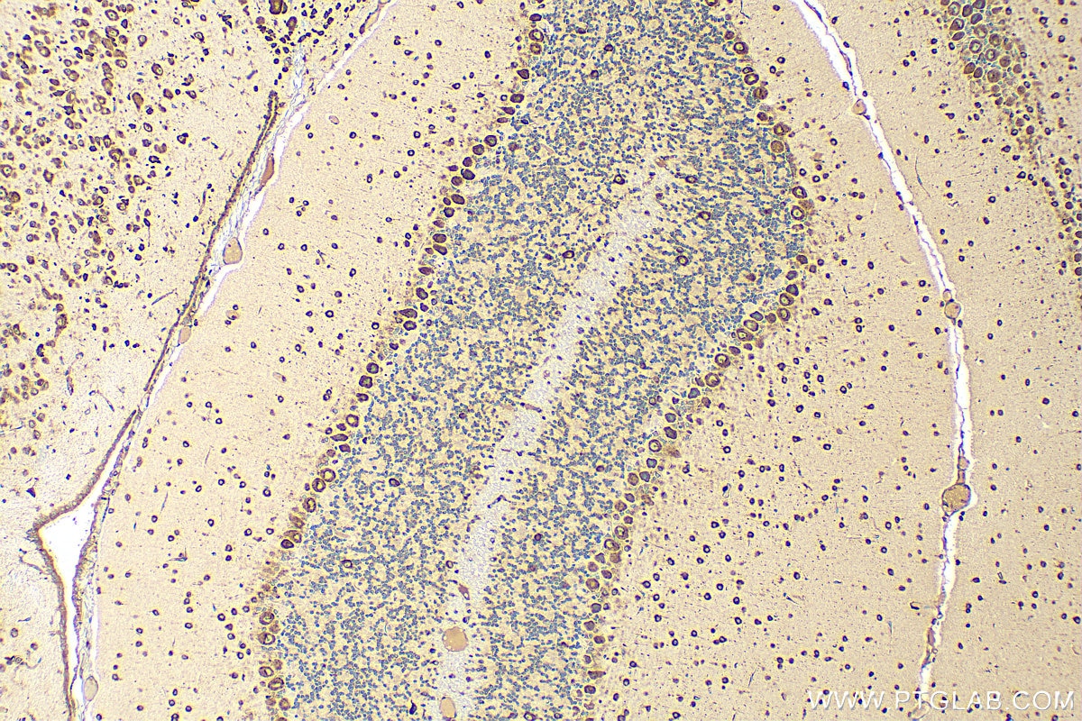 Immunohistochemistry (IHC) staining of mouse cerebellum tissue using RPS17 Polyclonal antibody (16267-1-AP)