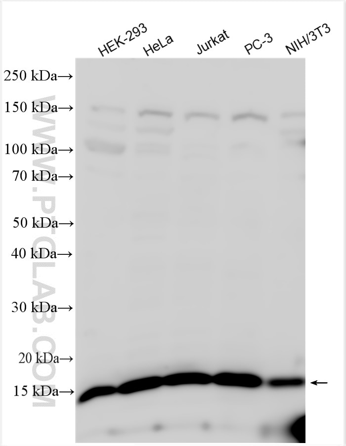 Western Blot (WB) analysis of various lysates using RPS17 Polyclonal antibody (16267-1-AP)