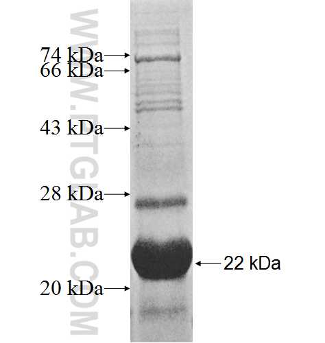 RPS17 fusion protein Ag9223 SDS-PAGE