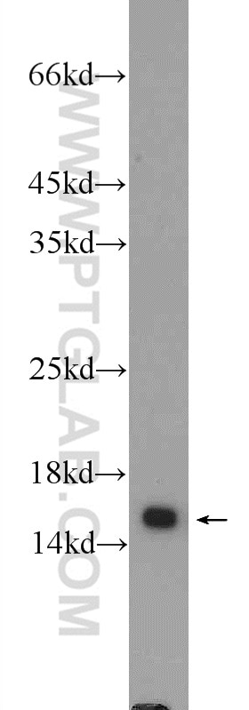 WB analysis of HEK-293 using 15085-1-AP
