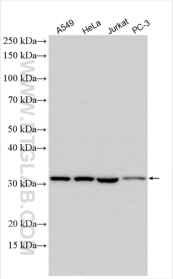 Western Blot (WB) analysis of various lysates using RPS2 Polyclonal antibody (15562-1-AP)