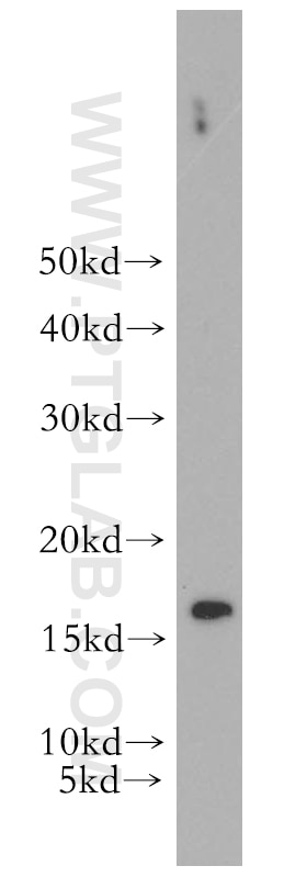 Western Blot (WB) analysis of HepG2 cells using RPS20 Polyclonal antibody (15692-1-AP)