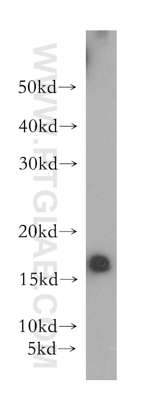Western Blot (WB) analysis of HEK-293 cells using RPS20 Polyclonal antibody (15692-1-AP)
