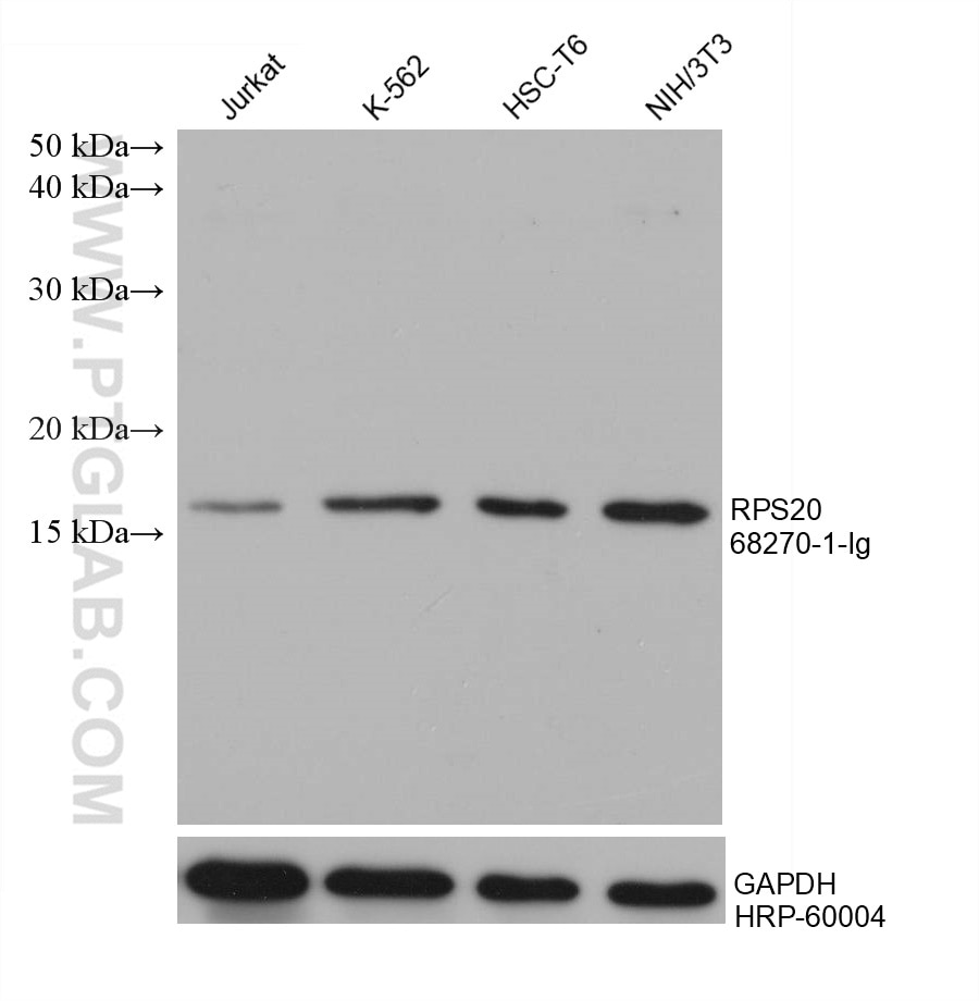 Western Blot (WB) analysis of various lysates using RPS20 Monoclonal antibody (68270-1-Ig)
