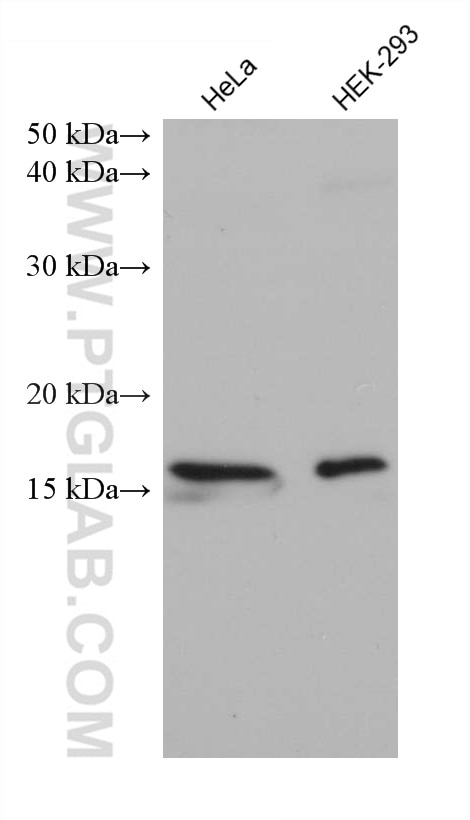 Western Blot (WB) analysis of various lysates using RPS20 Monoclonal antibody (68270-1-Ig)