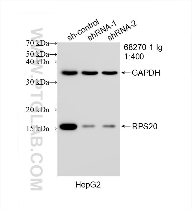 Western Blot (WB) analysis of HepG2 cells using RPS20 Monoclonal antibody (68270-1-Ig)