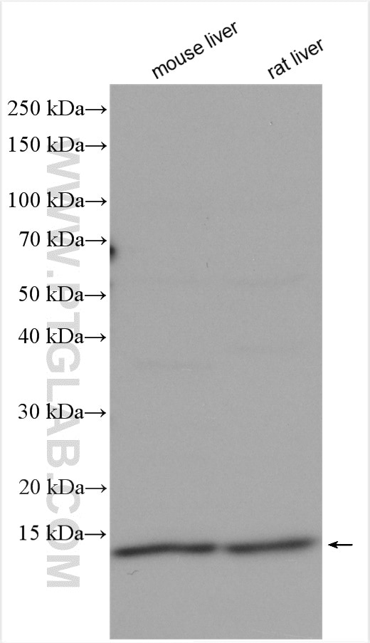 Western Blot (WB) analysis of various lysates using RPS21 Polyclonal antibody (16946-1-AP)