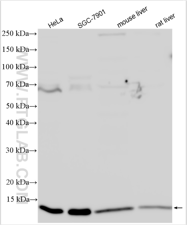 Western Blot (WB) analysis of various lysates using RPS21 Polyclonal antibody (16946-1-AP)