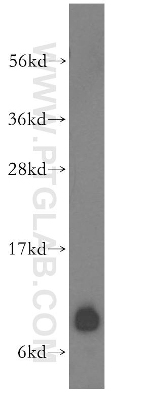 Western Blot (WB) analysis of HepG2 cells using RPS21 Polyclonal antibody (16946-1-AP)