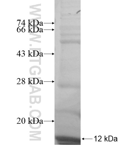 RPS21 fusion protein Ag10643 SDS-PAGE
