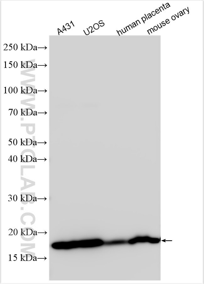 Western Blot (WB) analysis of various lysates using RPS23 Polyclonal antibody (29834-1-AP)