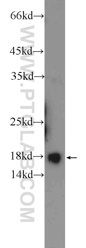 Western Blot (WB) analysis of HEK-293 cells using RPS24 Polyclonal antibody (14831-1-AP)