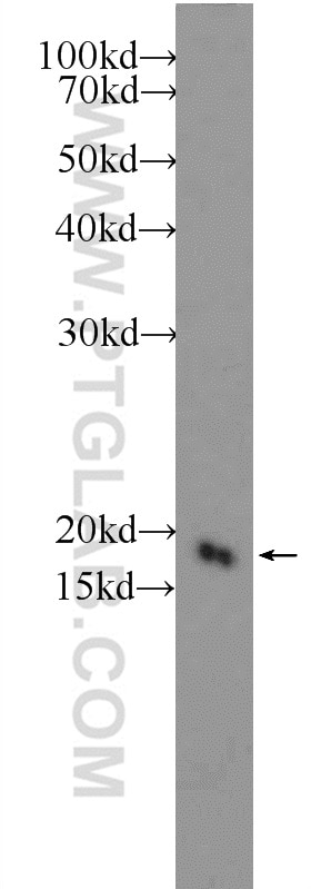 Western Blot (WB) analysis of HL-60 cells using RPS24 Polyclonal antibody (14831-1-AP)