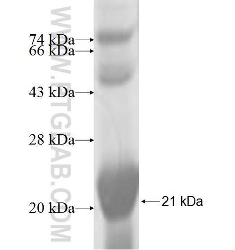 RPS24 fusion protein Ag6598 SDS-PAGE