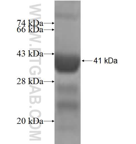 RPS24 fusion protein Ag6621 SDS-PAGE