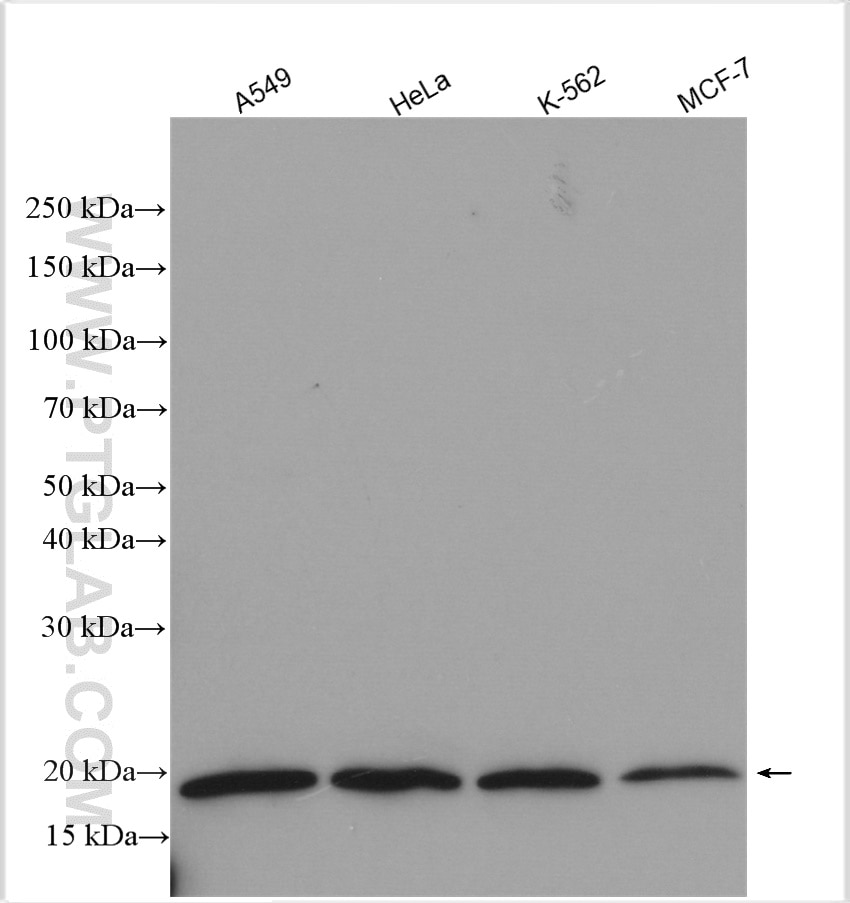 Western Blot (WB) analysis of various lysates using RPS25 Polyclonal antibody (23599-1-AP)