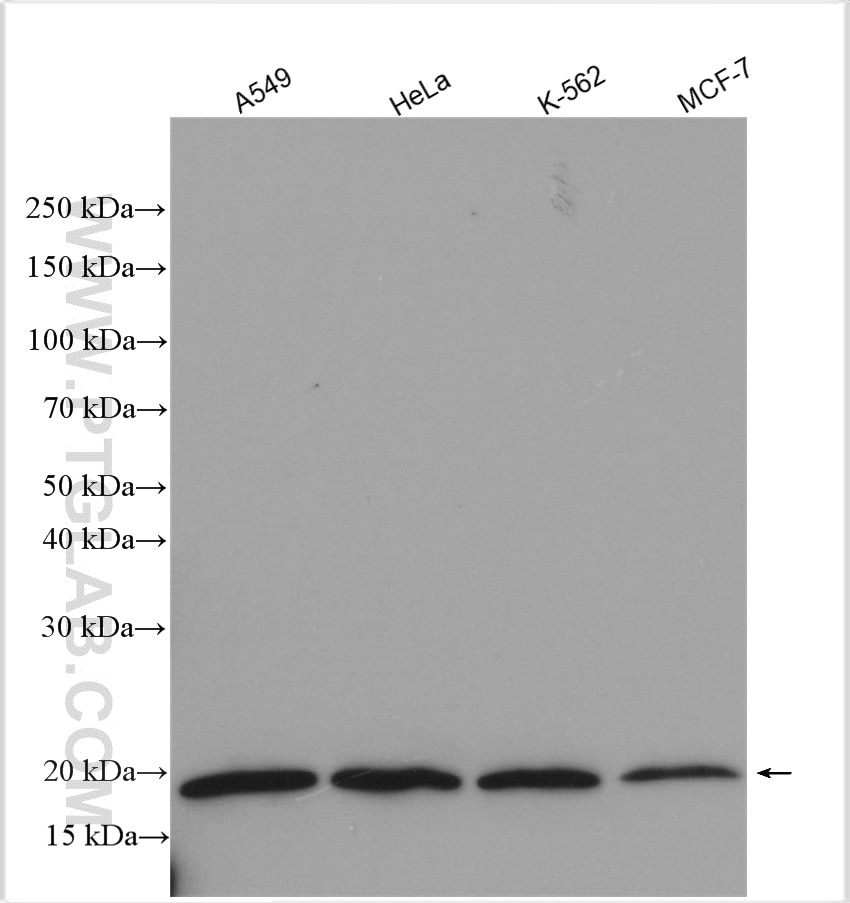 WB analysis using 23599-1-AP