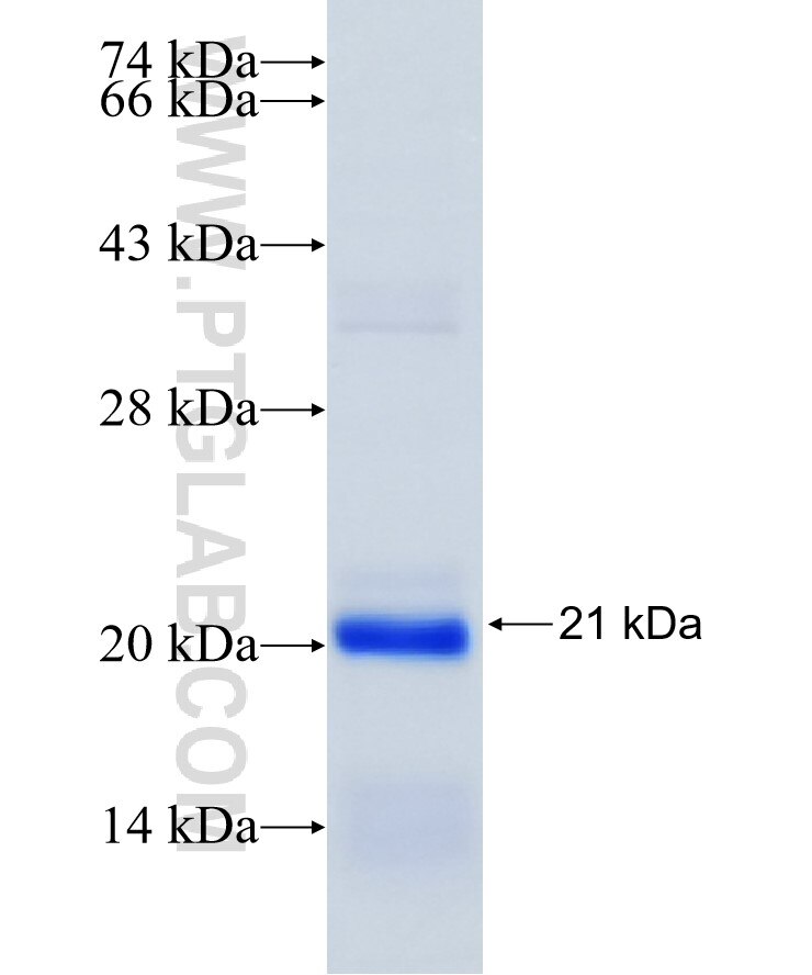 RPS25 fusion protein Ag7890 SDS-PAGE