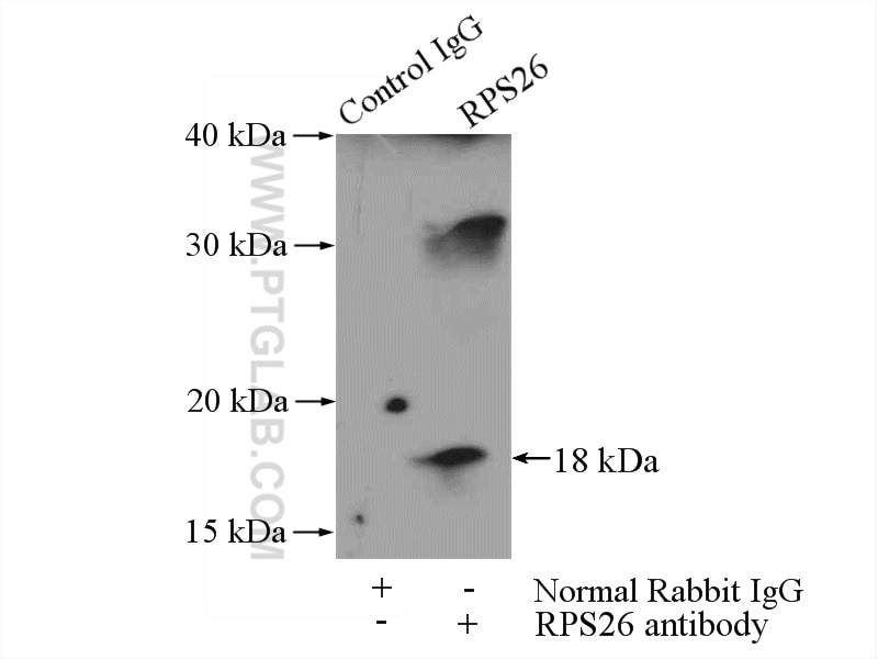 Immunoprecipitation (IP) experiment of mouse lung tissue using RPS26 Polyclonal antibody (14909-1-AP)