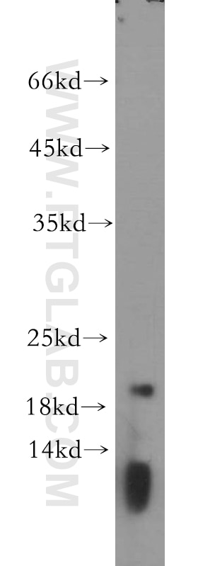 Western Blot (WB) analysis of mouse lung tissue using RPS26 Polyclonal antibody (14909-1-AP)