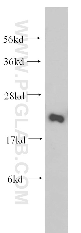 Western Blot (WB) analysis of mouse ovary tissue using RPS26 Polyclonal antibody (14909-1-AP)