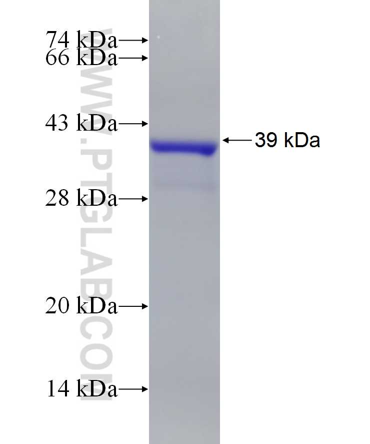 RPS26 fusion protein Ag6706 SDS-PAGE