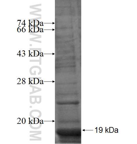 RPS26 fusion protein Ag6718 SDS-PAGE