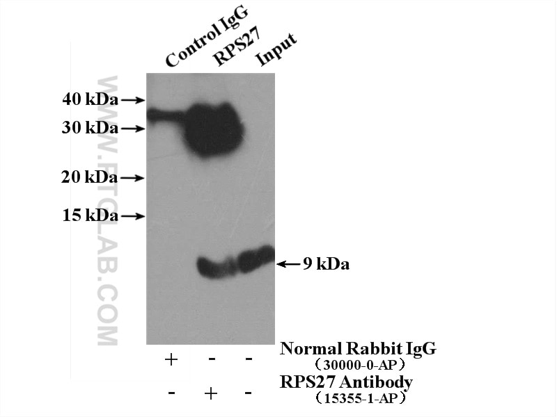 Immunoprecipitation (IP) experiment of SGC-7901 cells using RPS27 Polyclonal antibody (15355-1-AP)