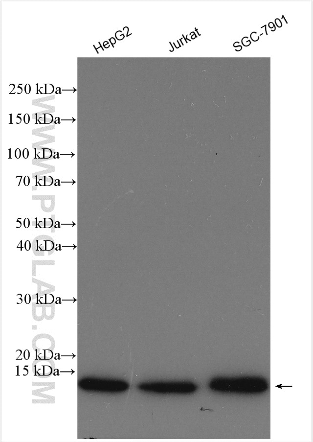 Western Blot (WB) analysis of various lysates using RPS27 Polyclonal antibody (15355-1-AP)