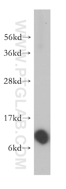 Western Blot (WB) analysis of SGC-7901 cells using RPS27 Polyclonal antibody (15355-1-AP)