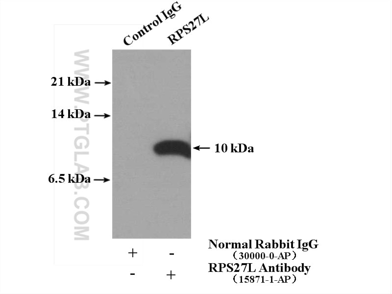 Immunoprecipitation (IP) experiment of SH-SY5Y cells using RPS27L Polyclonal antibody (15871-1-AP)