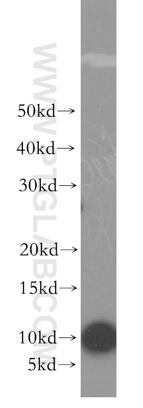 Western Blot (WB) analysis of HepG2 cells using RPS27L Polyclonal antibody (15871-1-AP)