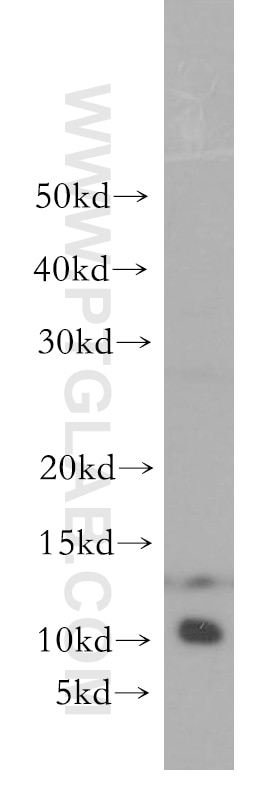 Western Blot (WB) analysis of human heart tissue using RPS27L Polyclonal antibody (15871-1-AP)