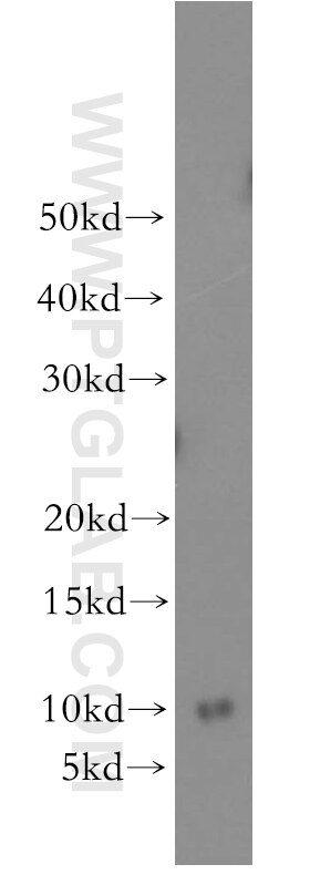 Western Blot (WB) analysis of mouse brain tissue using RPS27L Polyclonal antibody (15871-1-AP)