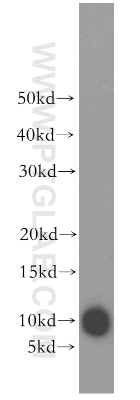 Western Blot (WB) analysis of SH-SY5Y cells using RPS27L Polyclonal antibody (15871-1-AP)