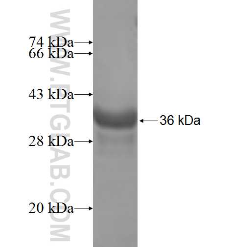 RPS27L fusion protein Ag8628 SDS-PAGE