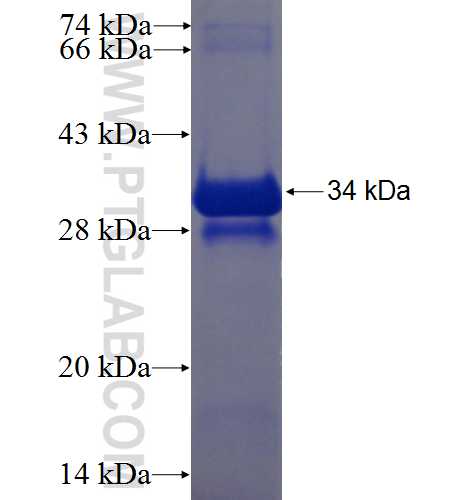 RPS28 fusion protein Ag6505 SDS-PAGE
